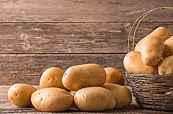 O produtor de batata de Kuban se tornou uma marca