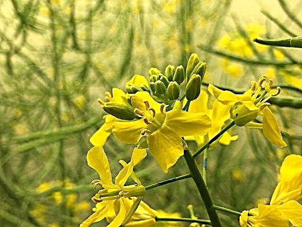 Canadian farmers predict low canola yield