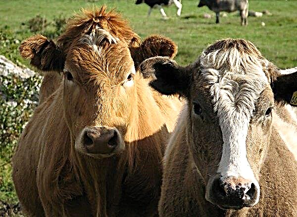Po netipičnem primeru bolezni norih krav, Brazilija ustavi izvoz govejega mesa na Kitajsko
