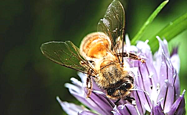 Как да спасим опрашващите насекоми от изчезване