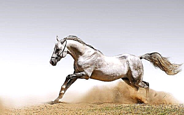 Criadores de cavalos do Daguestão revivem "cavalos celestiais"