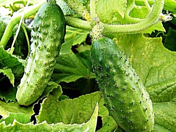 White rot on cucumbers: what and when to process, photo