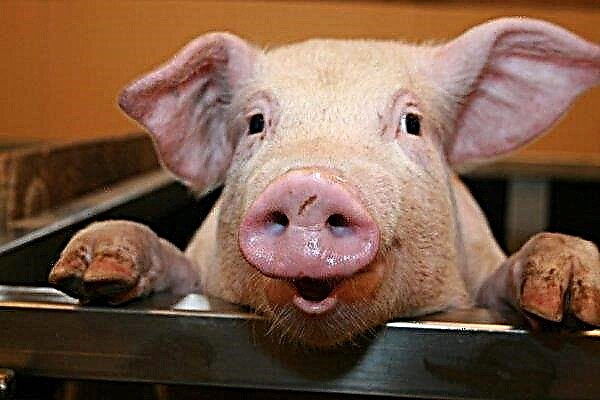 لا تستطيع الخنازير الطيران ولكن يمكنها أن تبتسم