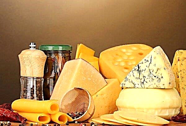 Los fabricantes de queso de la región de Bryansk comenzaron a preparar suluguni y mozzarella a escala industrial.