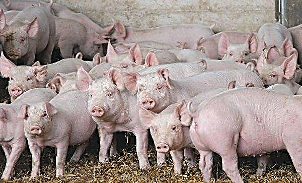 La peste africaine est arrivée aux porcs du Dniepr