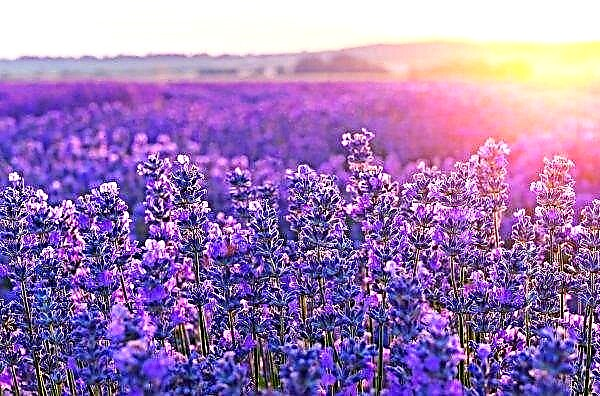 The first lavender crop was harvested in Transcarpathia