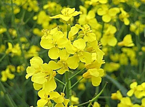In the UK, farmers intend to grow the country's first viable organic oilseed rape