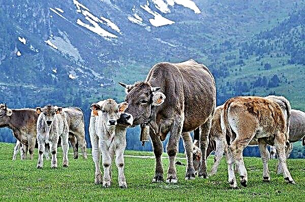 Se insta a los productores lecheros británicos a abrir granjas para la investigación de campo de la mastitis bovina