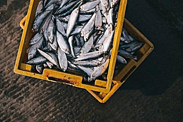 394 toneladas de peixe foram cultivadas na região de Ternopil