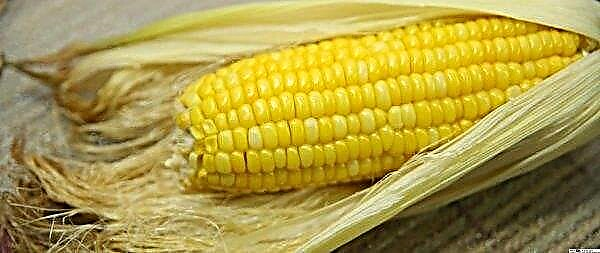 De Fransen zullen Siberiërs leren vorstbestendige maïs te telen