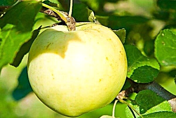 مجموعة متنوعة من شجرة التفاح العمودية Medoc: الوصف والخصائص ، الزراعة ، العناية بالأشجار ، الصورة