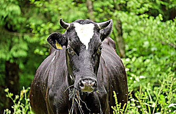 Das Vieh der Region Samara wird um zehntausend Kühe wachsen