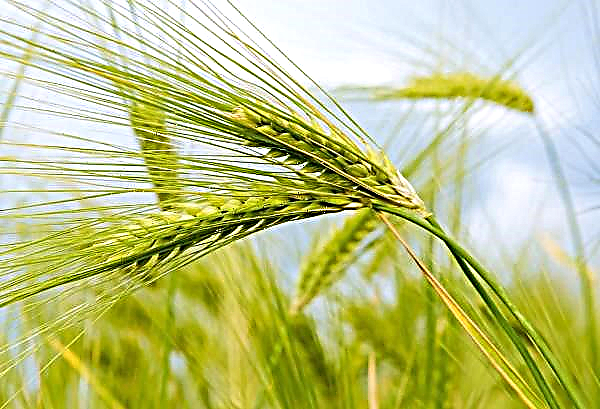 Uralwissenschaftler haben einen Weg gefunden, um Getreide schnell zu keimen
