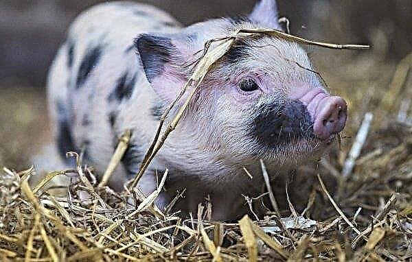 Die Pest überholte Uljanowsk-Schweine und Wildschweine