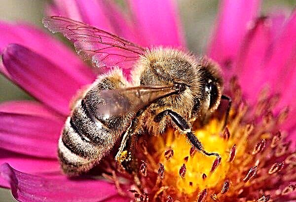 โรคระบาดทั้งหมดของผึ้งในสหพันธรัฐรัสเซียส่งผลกระทบต่อภูมิภาคสามโหล