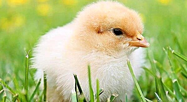 En Inglaterra, los vecinos "captaron" el olor de una granja de pollos