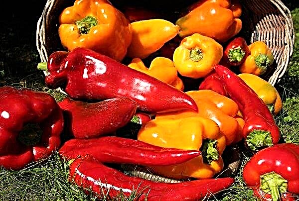 The economy from the Kiev region will be engaged in the cultivation of organic pepper