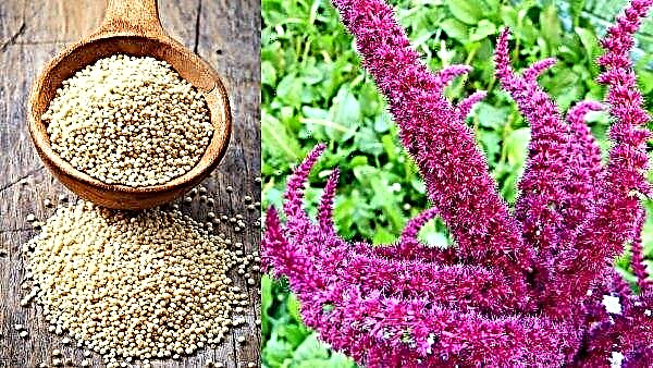 Amaranth growing in the USA