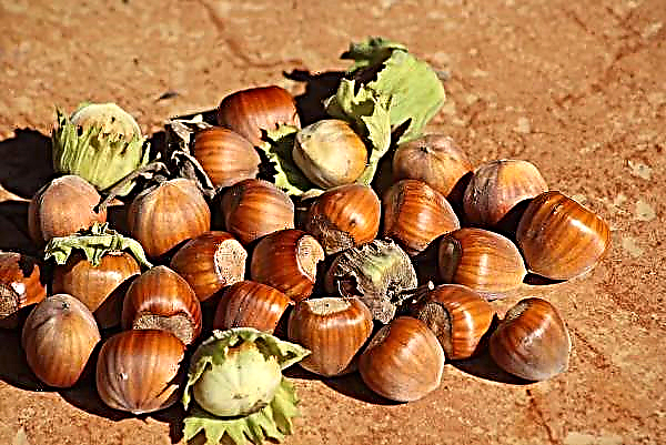 North Ossetia seriously engaged in the cultivation of Italian hazelnuts