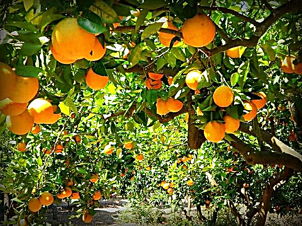 Parlemen Nasional Valencia menyetujui langkah-langkah untuk membatasi pemasangan sarang di kebun jeruk