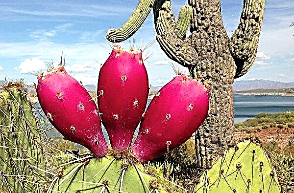 Les Mexicains ont appris à fabriquer la peau d'un cactus agricole