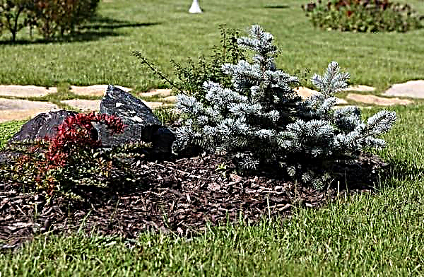 Siberian fir: description with photos, planting and care, which varieties are suitable for landscape design