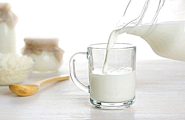 Produksi susu harian di Tatarstan akan meningkat 50 ton