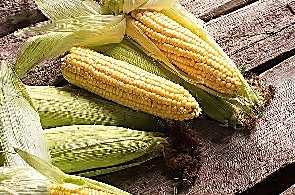 In het nieuwe seizoen zal Oekraïne ongeveer 27 miljoen ton maïs kunnen exporteren