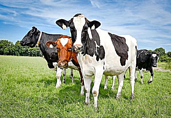 Hur en ostmakare handlade kor för getter på sin gård