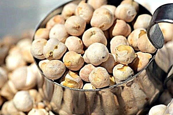 Ukraine can grow at least 2 million tons of chickpeas annually