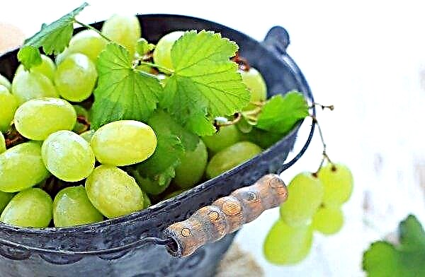Científicos de Kiev cultivan plántulas de uva para las regiones del norte de Ucrania