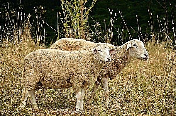 Nas fazendas de ovelhas Stavropol começaram a "temporada de cabeleireiros"