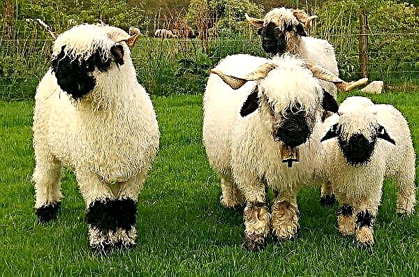 Na Escócia, um concurso para arrendamento de fazendas de ovinos da montanha é licitado