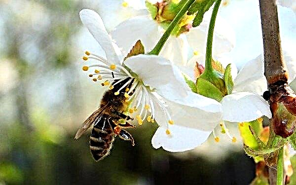 Thụ phấn bằng ong: quá trình diễn ra như thế nào, vai trò của ong trong thụ phấn của cây, làm thế nào để thu hút ong thụ phấn