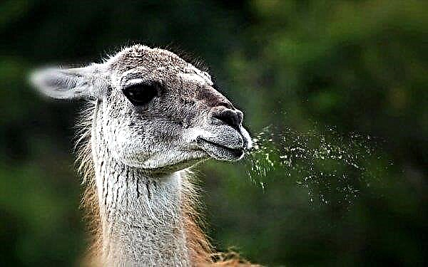 Les lamas tibétains aident l'humanité à vaincre la grippe