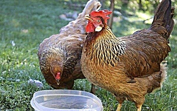 Por que as galinhas pararam de pôr ovos no outono: causas, métodos de solução de problemas e recomendações úteis