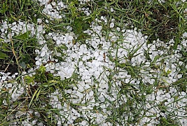 Heavy rains and hail caused losses to farmers in the western regions of Ukraine