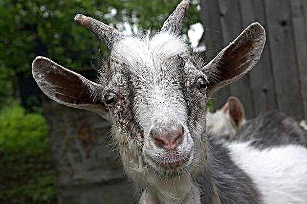 Donetsk farmer wants to introduce goats to art