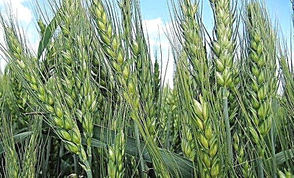 Na região de Ternopil, introduziu uma nova variedade de trigo de alto rendimento