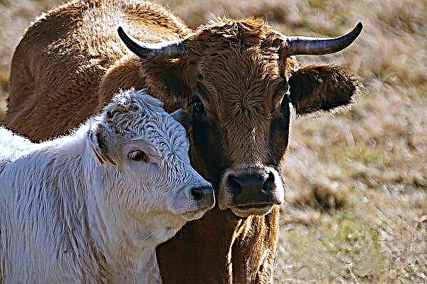 خطة لحوم الأبقار الأيرلندية تحتج على أزمة اللحوم