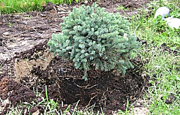 Spruce Nidiformis (picea abies Nidiformis): uso en diseño de paisajes, fotografía y descripción, plantación, cuidado y reproducción