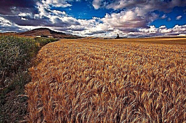 15 hectáreas de trigo quemadas en Zaporozhye