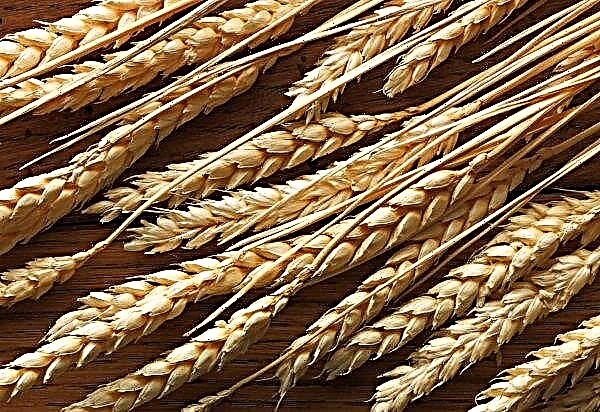 Grain harvesting rates in Ukraine increased by 21 percent
