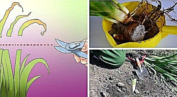 Sorter af bulbøs iris, fotos med navne, plantning og pleje, hvornår man skal plante, om man skal grave op til vinteren