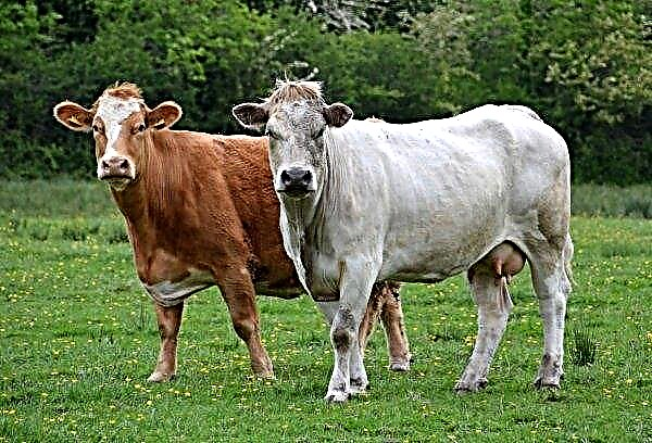 Παρέχονται μαλακά στρώματα και πεντικιούρ στις αγελάδες στο Agroprodservice