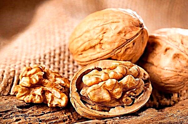 Walnuts on an industrial scale will be grown in the Vinnitsa region