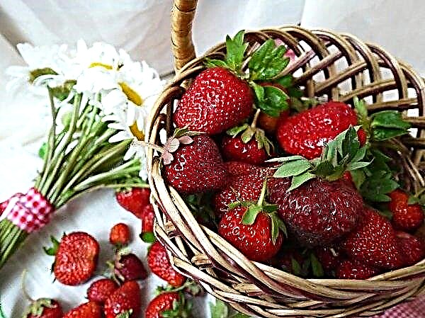 Strawberry has become less accessible to Russians