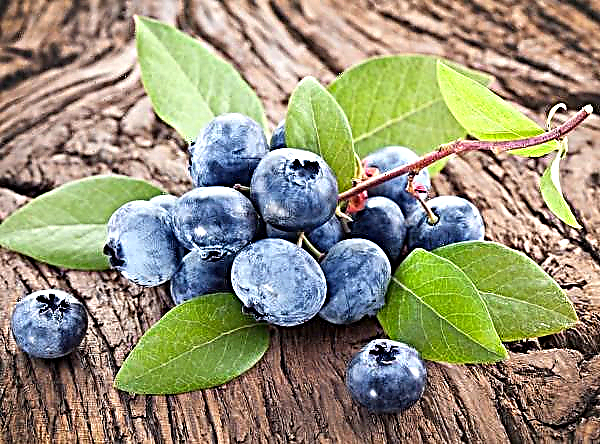 Spanish scientists have discovered the causative agent of blueberry cancer