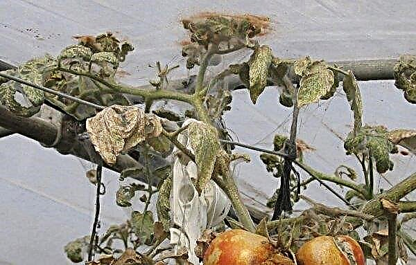 Rajčica "Klusha": karakteristike i opis sorte, fotografija, prinos, sadnja i njega