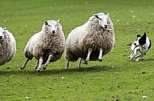 Agriculteur irlandais dormant dans un champ après la mort de moutons